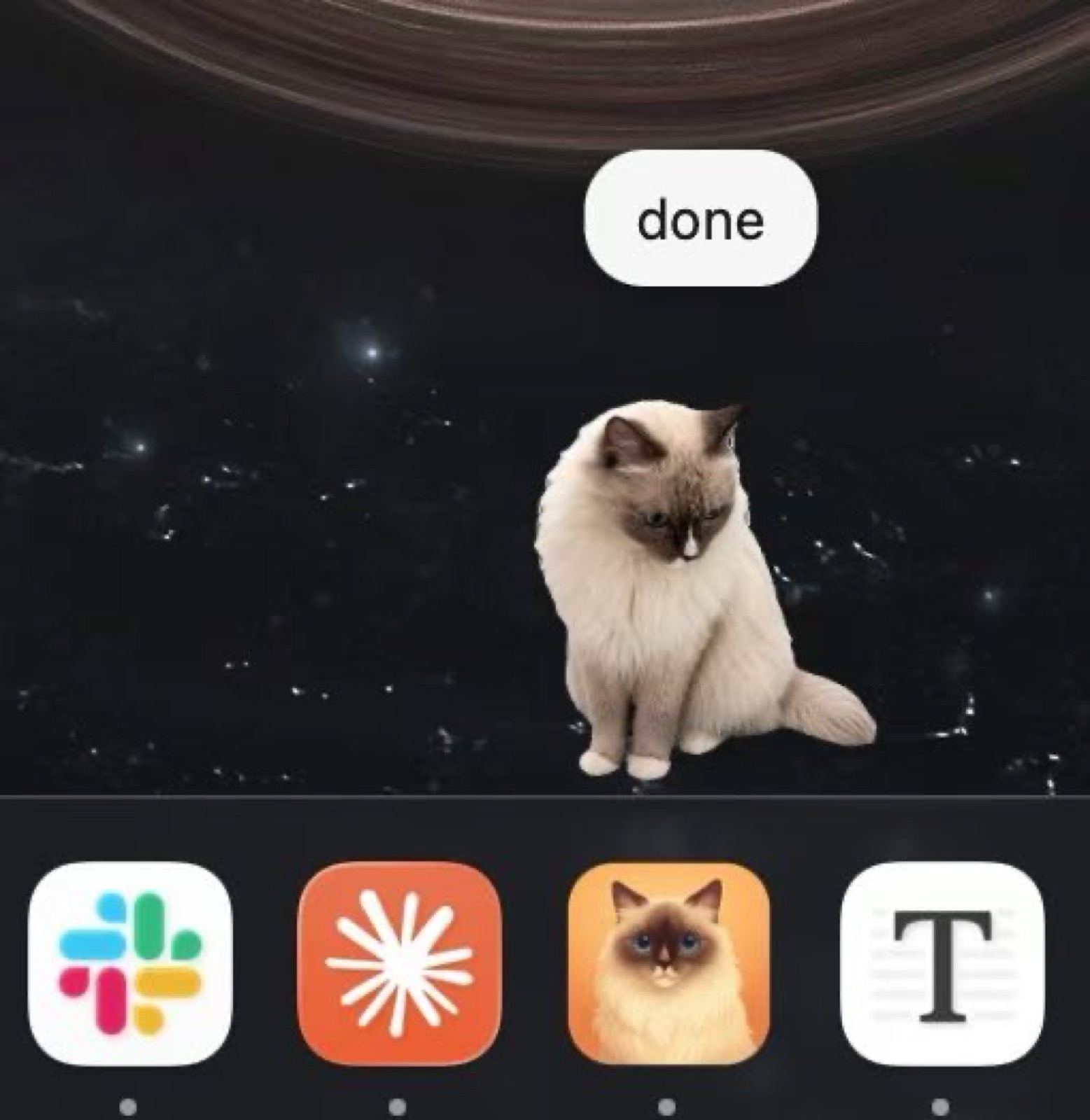 Late-night coding with C the cat
